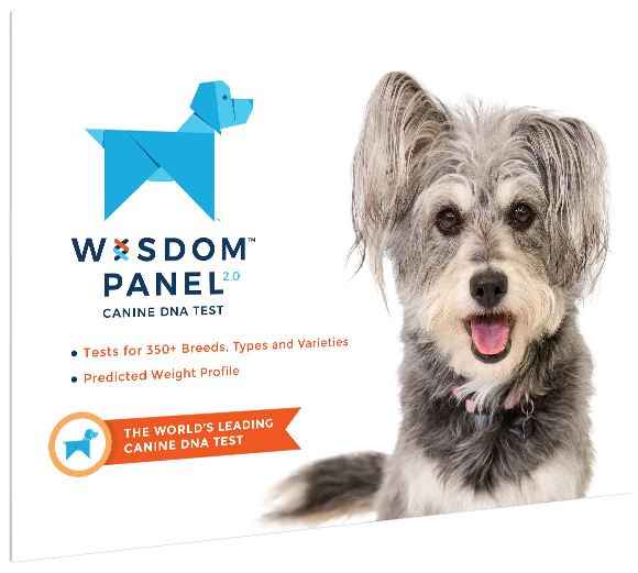 Wisdom Panel 2.0 Breed Identification DNA Test Kit for Dogs